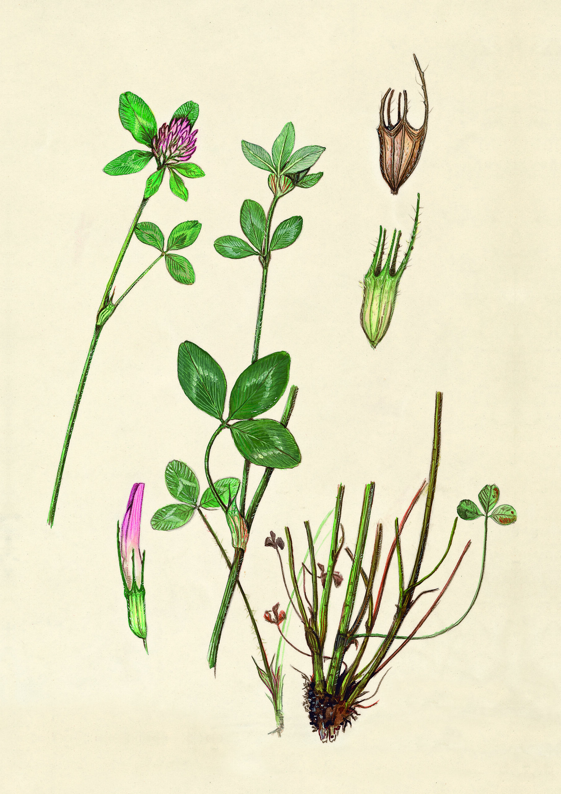 Reconocimiento a Catherine Levassor: Ecología y Botánica en la UAM